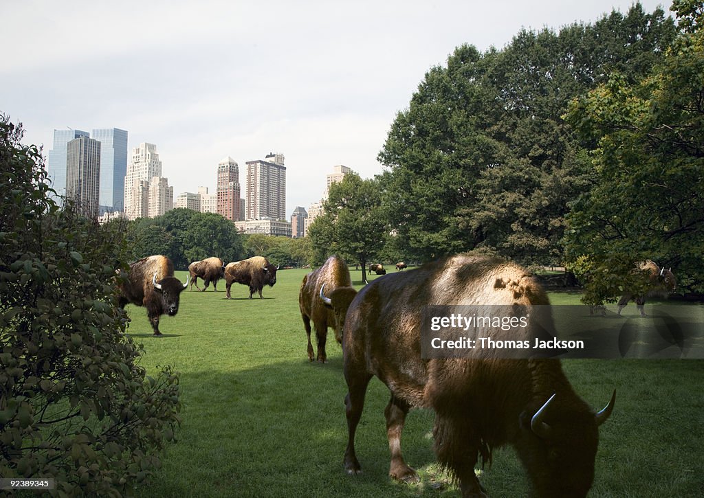 Bison grazing in Central Park