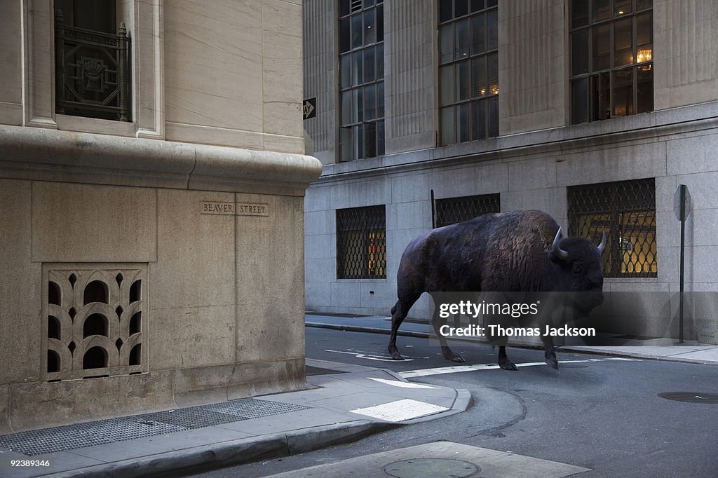 Bison walking on city street