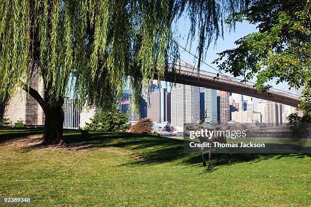 deer in city park - urban wildlife stock pictures, royalty-free photos & images