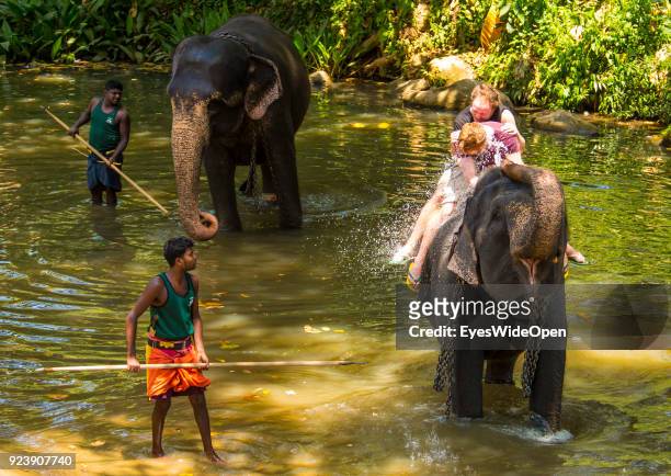 Elephant Orphanage, Millennium Elephant Foundation on February 22, 2014 in Pinnawela, Sri Lanka.