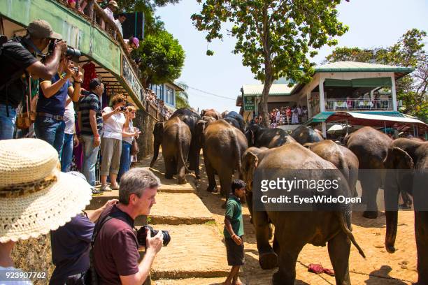 Visitors at the Elephant Orphanage, Millennium Elephant Foundation on February 22, 2014 in Pinnawela, Sri Lanka.