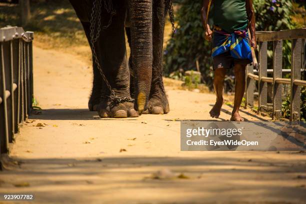 Elephant Orphanage, Millennium Elephant Foundation on February 22, 2014 in Pinnawela, Sri Lanka.