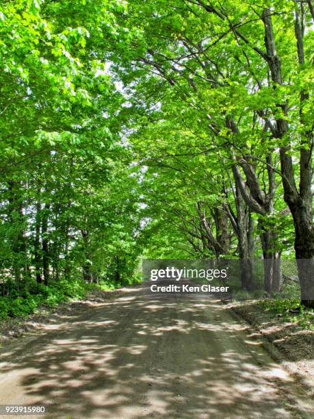 road and trees perspective - comté caledonia photos et images de collection