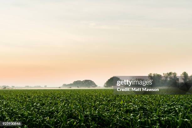 maize fields in sinaloa mexico - chili farm stock pictures, royalty-free photos & images