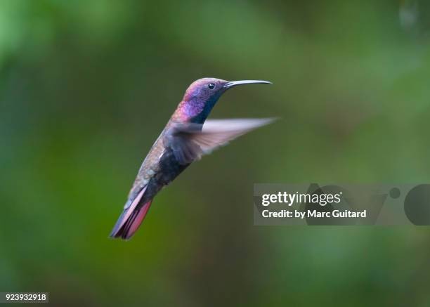 jamaican mango hummingbird (anthracothorax mango), jamaica - swift bird stock pictures, royalty-free photos & images