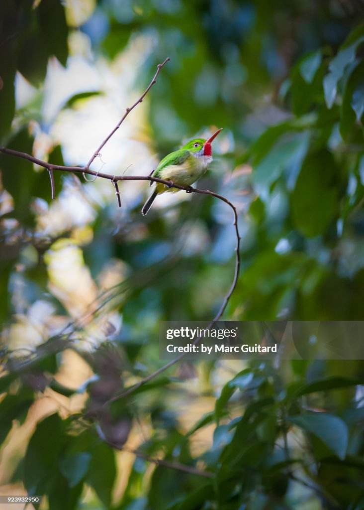 Jamaican Tody (Todus todus), Jamaica