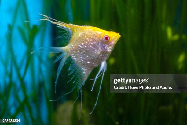 golden angelfish - angelfish stock pictures, royalty-free photos & images