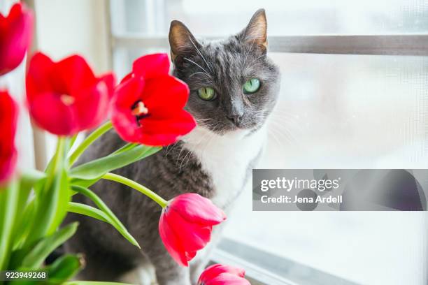 gray cat with green eyes next to spring flowers - tulips cat stock-fotos und bilder