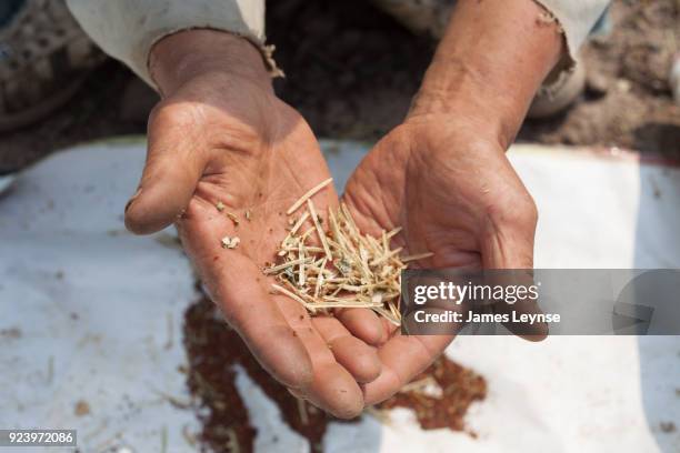 Chaff Rootless 671 What Is Chaff Stock Photos, High-Res Pictures, and Images - Getty ...