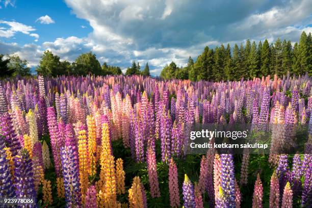 lupines field of lake tekapo. - new zealand yellow stock pictures, royalty-free photos & images