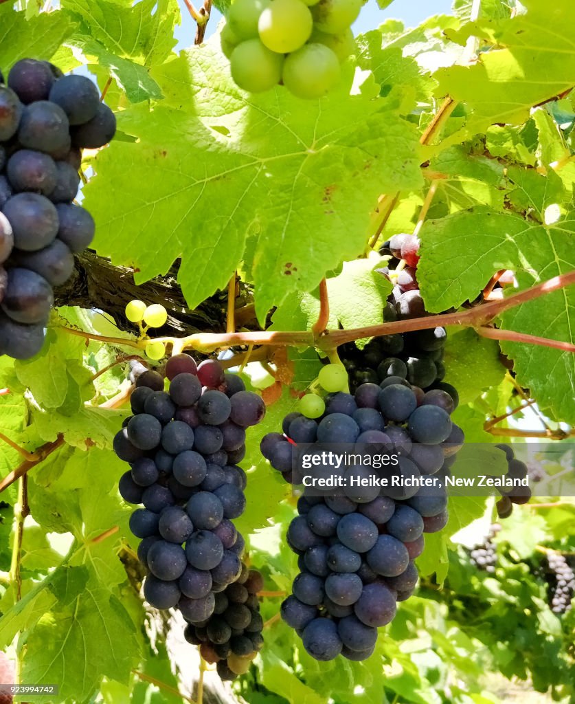 Pinot Noir bunches in a New Zealand vineyard