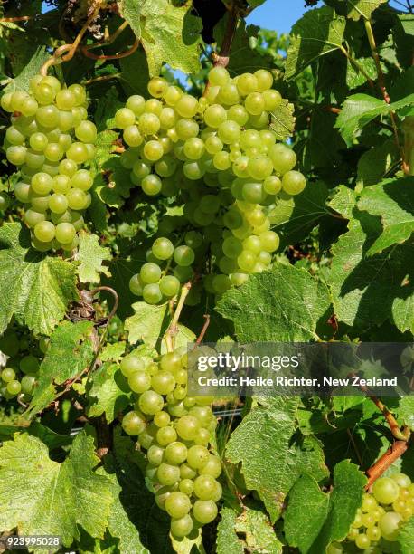 chardonnay grapes in a new zealand vineyard - blenheim new zealand foto e immagini stock