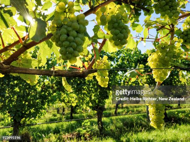 chardonnay grapes in a new zealand vineyard - blenheim new zealand foto e immagini stock
