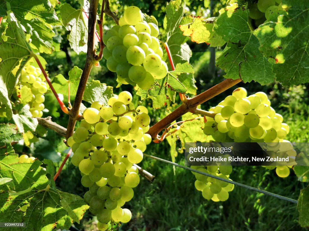 Chardonnay grapes in a New Zealand vineyard