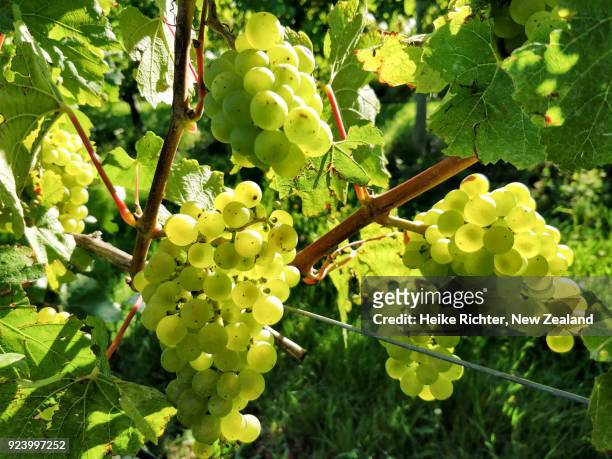 chardonnay grapes in a new zealand vineyard - blenheim stock pictures, royalty-free photos & images