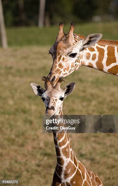 baby giraffe and mother - giraffe stockfoto's en -beelden