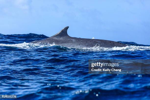 whale watching at azores - fin whale stock pictures, royalty-free photos & images