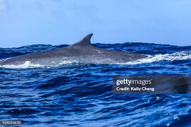 whale watching at azores - fin whale stock pictures, royalty-free photos & images