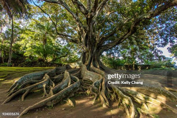 josé do canto botanic garden - banyan tree stock-fotos und bilder