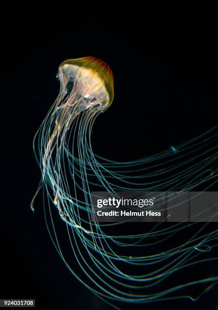 jellyfish - stralsund stock pictures, royalty-free photos & images