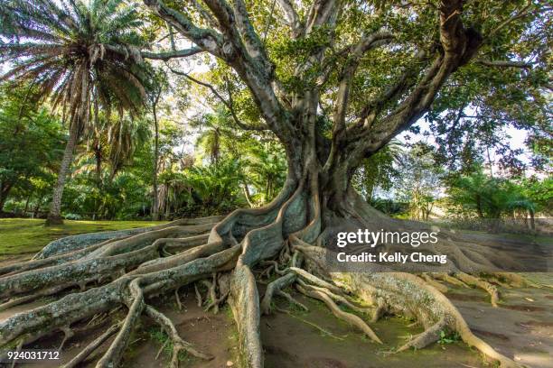 josé do canto botanic garden - ponta delgada stock pictures, royalty-free photos & images