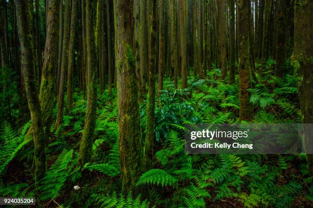 forest of japanese cedar trees - cryptomeria japonica stock pictures, royalty-free photos & images
