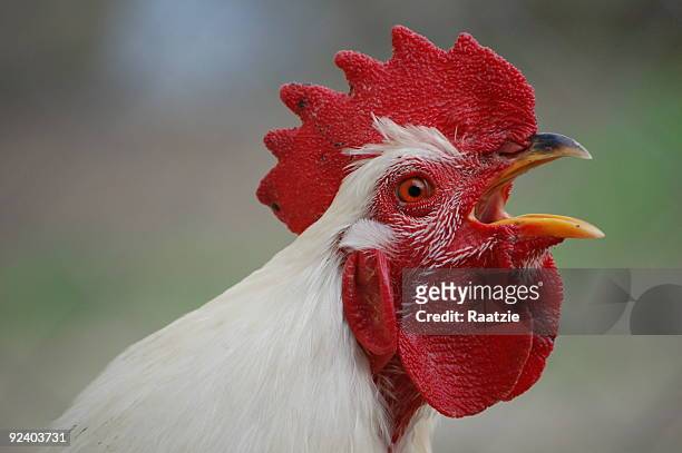 crowing rooster - rooster crowing stock pictures, royalty-free photos & images
