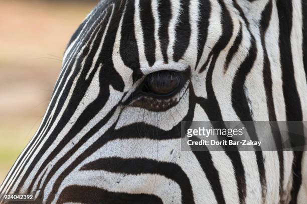 grant zebra (equus burchelli boehmi) - portrait - grant's zebra fotografías e imágenes de stock