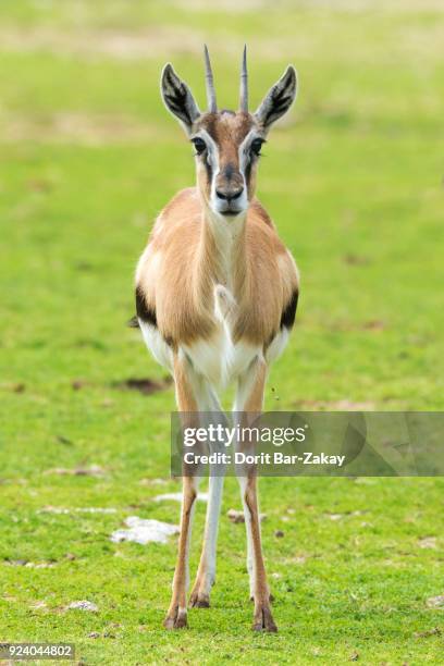 thomson's gazelle (gazella thomsoni) - thomsons gazelle stock pictures, royalty-free photos & images
