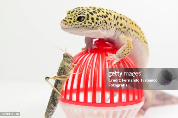 Attack Gecko Red Gecko Photos and Premium High Res Pictures - Getty Images
