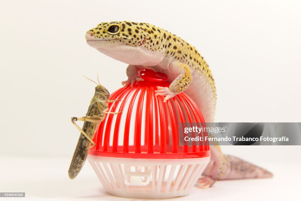 Animal attack