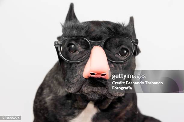 dog with glasses, mustache and eyebrows - giant bulldog stock pictures, royalty-free photos & images