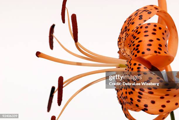 lilium giglio - tiger lily flower foto e immagini stock