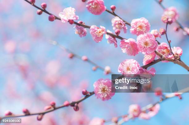 plum blossoms in bloom - 4 - apricot stock pictures, royalty-free photos & images