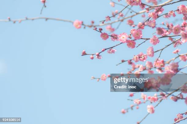 plum blossoms in bloom - 3 - plum blossom stock pictures, royalty-free photos & images