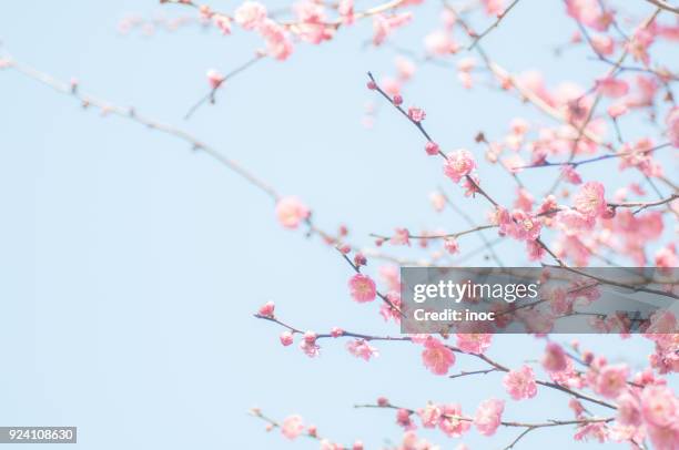 plum blossoms in bloom - 2 - plum blossom stock pictures, royalty-free photos & images