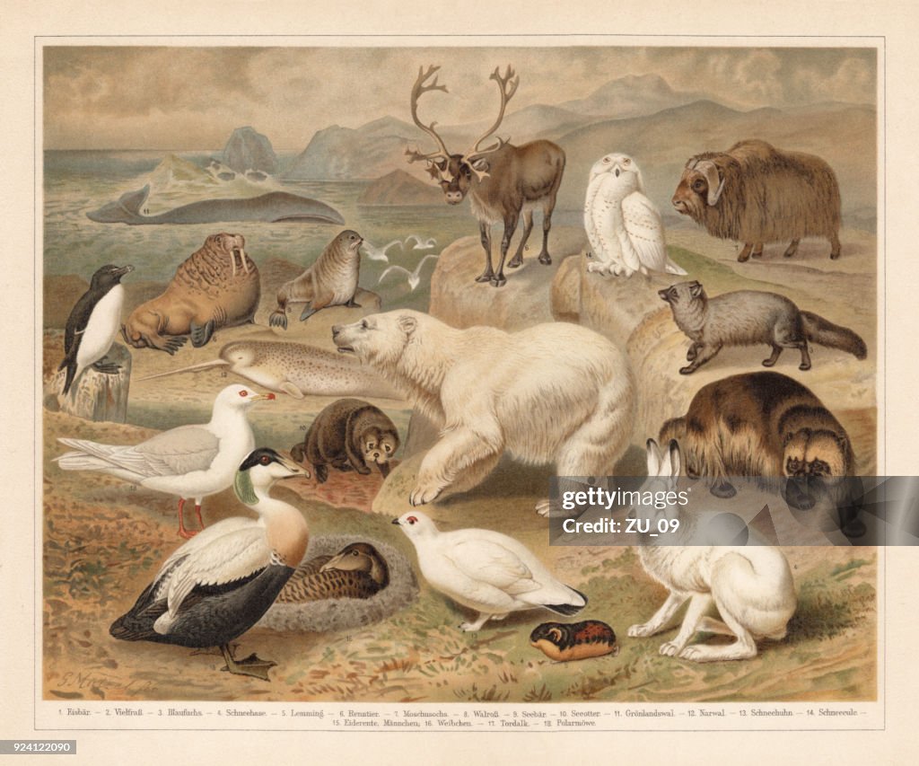Arctic fauna, lithograph, published in 1897