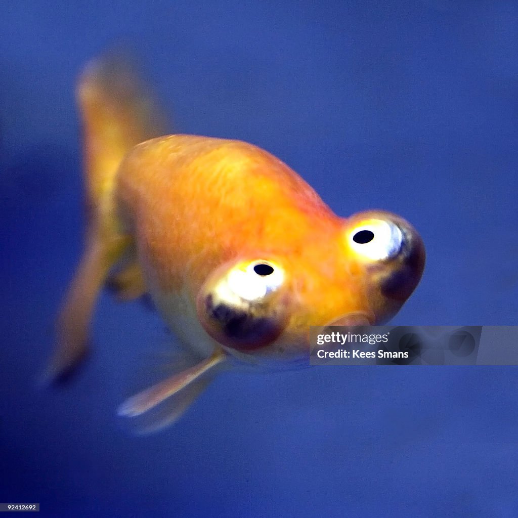 Fummy Fish Funny Fish High-Res Stock Photo - Getty Images