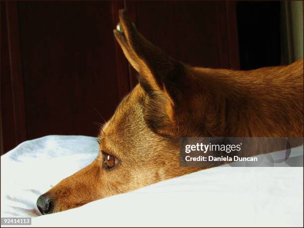 mellow basenji mix - basenji ストックフォトと画像