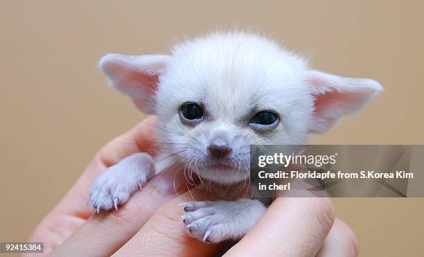 fennec fox - fennec fox stock pictures, royalty-free photos & images