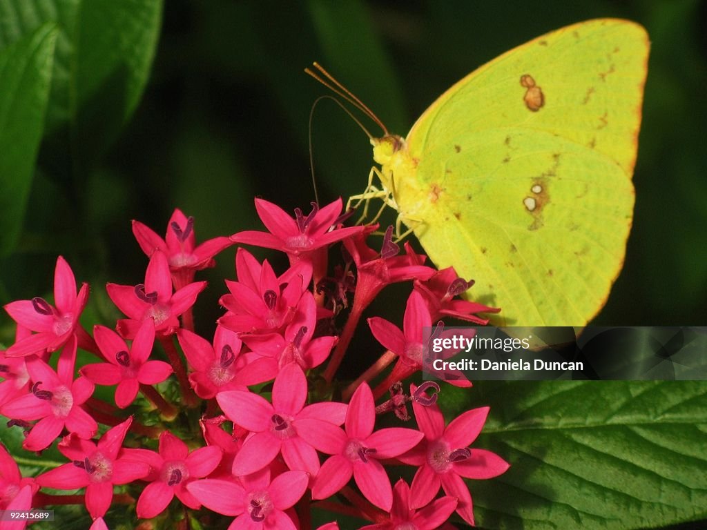 Pale Clouded Yellow Butterfly