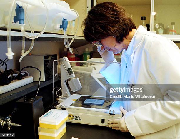 Dr. Alma Roy , Ph.D., assistant director of the Louisiana Veterinary Medicine Diagnostic Laboratory, uses ultraviolet light to search for the West...