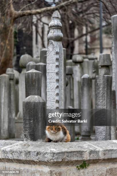 Script Tomestone 1,051 Tombstone Script Stock Photos, High-Res Pictures, and Images ...