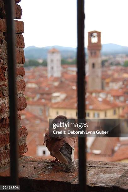 vvew of the city of lucca with pigeon - vew stock pictures, royalty-free photos & images