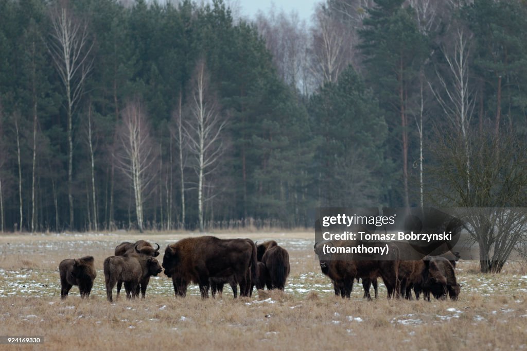 European bisons roaming free in Bialowieza Forest in Poland