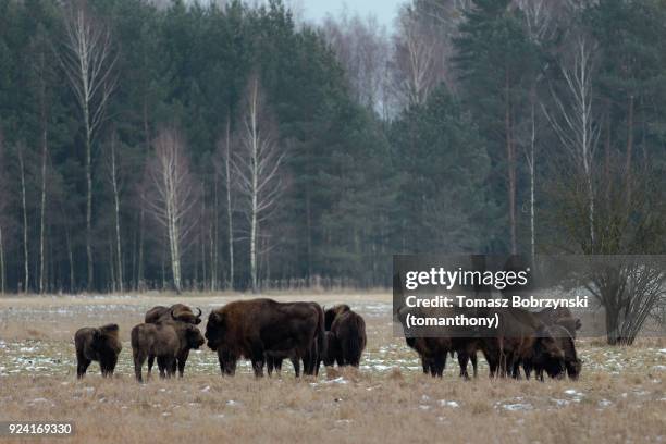 european bisons roaming free in bialowieza forest in poland - bialowieza forest stock pictures, royalty-free photos & images