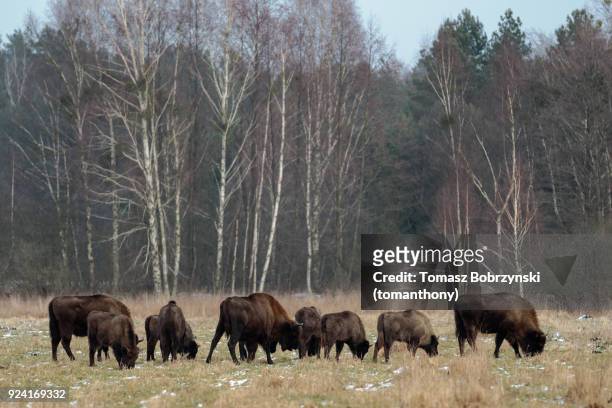 european bisons roaming free in bialowieza forest in poland - bialowieza photos et images de collection