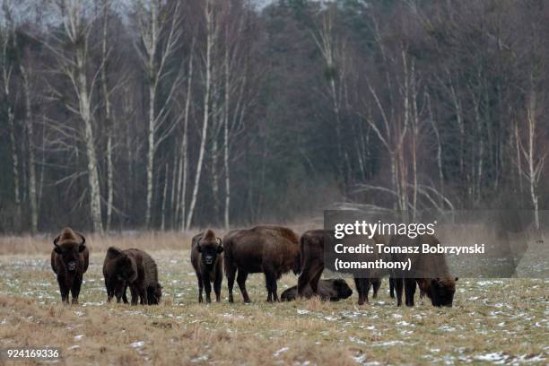 european bisons roaming free in bialowieza forest in poland - bialowieza stock pictures, royalty-free photos & images