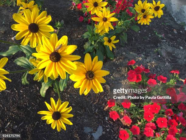 bright flowers - paula guttilla stockfoto's en -beelden