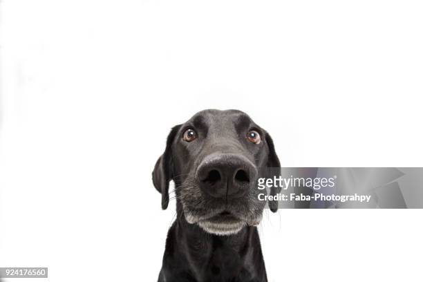 funny dog - animal nose stockfoto's en -beelden